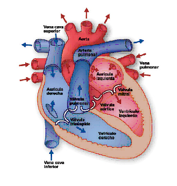 Corazon